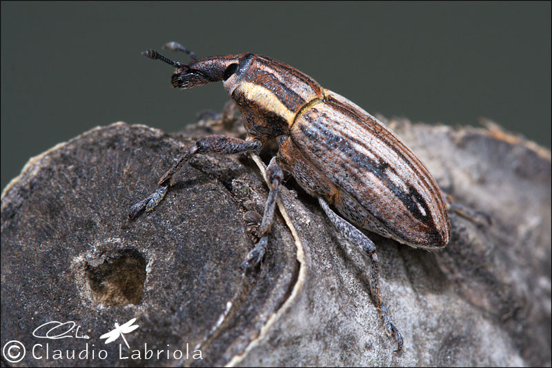 Mecaspis striatella - Curculionidae