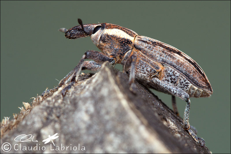 Mecaspis striatella - Curculionidae