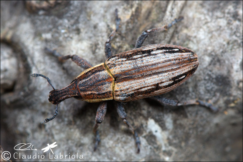 Mecaspis striatella - Curculionidae