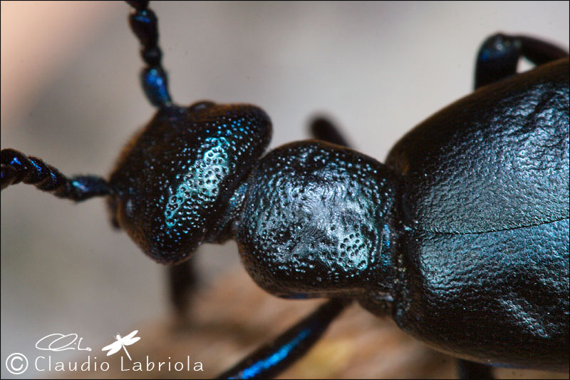 Meloe violaceus? No, Meloe proscarabaeus