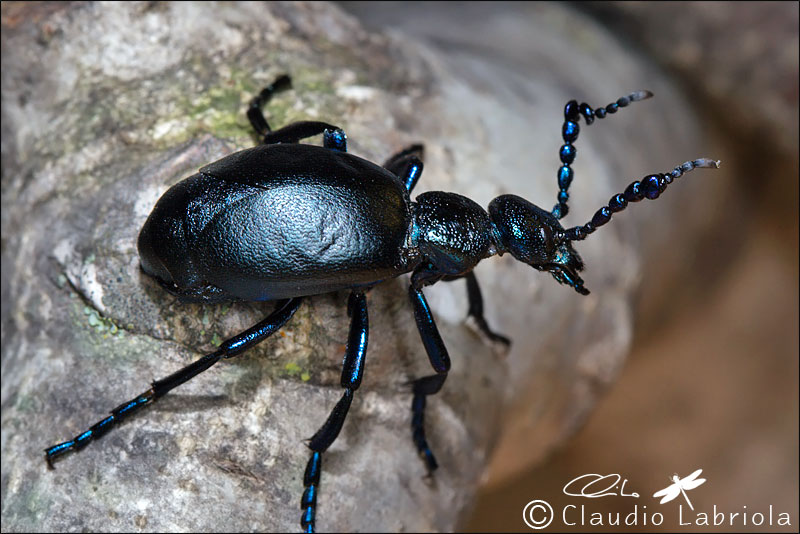 Meloe violaceus? No, Meloe proscarabaeus