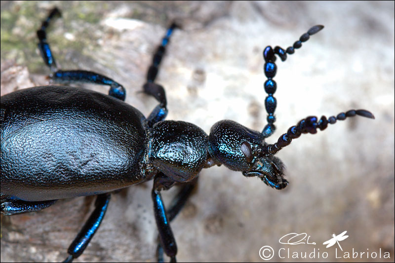 Meloe violaceus? No, Meloe proscarabaeus