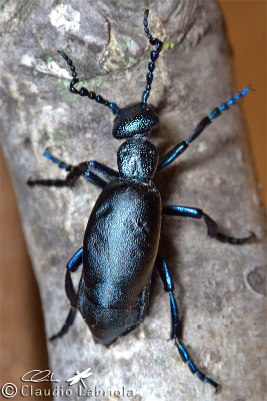 Meloe violaceus? No, Meloe proscarabaeus