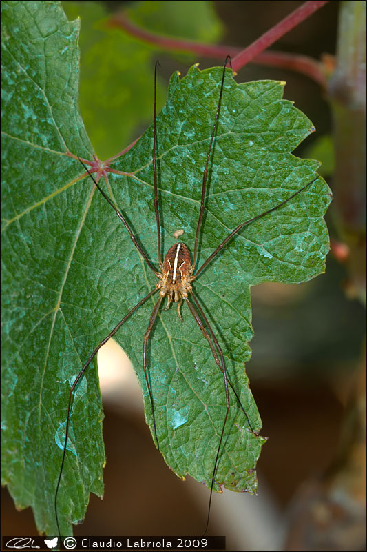 Metaphalangium sp. - Phalangiidae