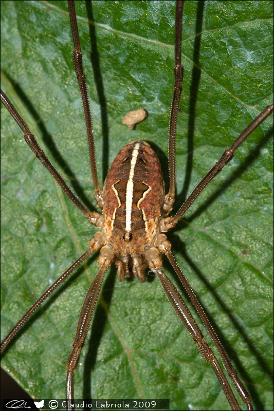 Metaphalangium sp. - Phalangiidae