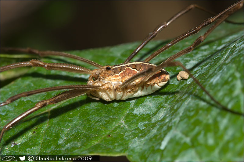 Metaphalangium sp. - Phalangiidae