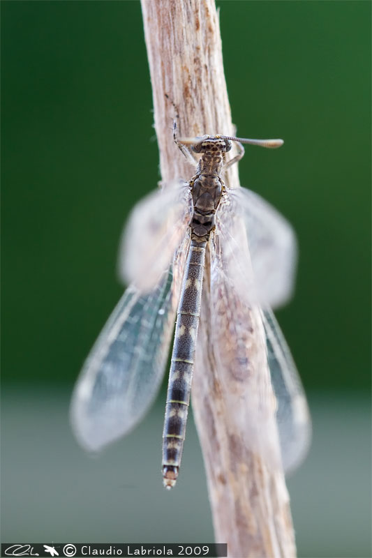 Neuroleon egenus - Myrmeleontidae, (Massa di Somma - NA)