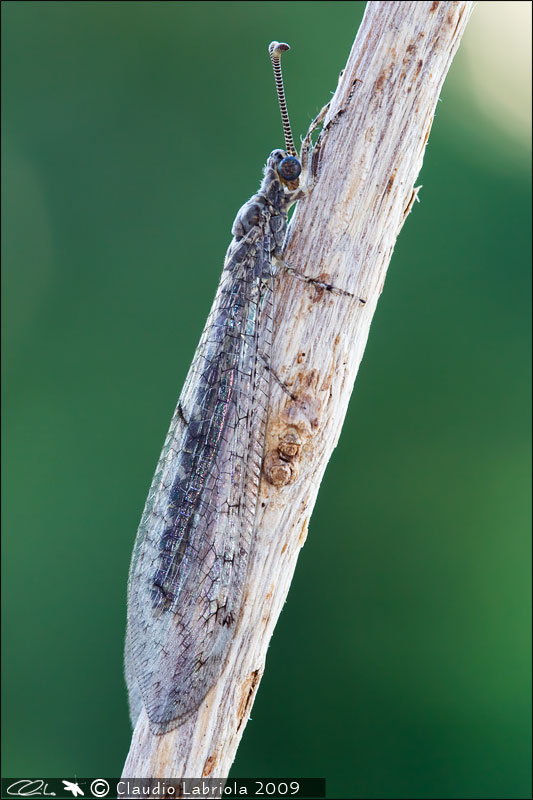 Neuroleon egenus - Myrmeleontidae, (Massa di Somma - NA)