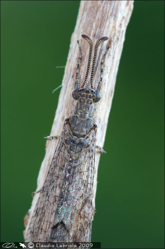 Neuroleon egenus - Myrmeleontidae, (Massa di Somma - NA)