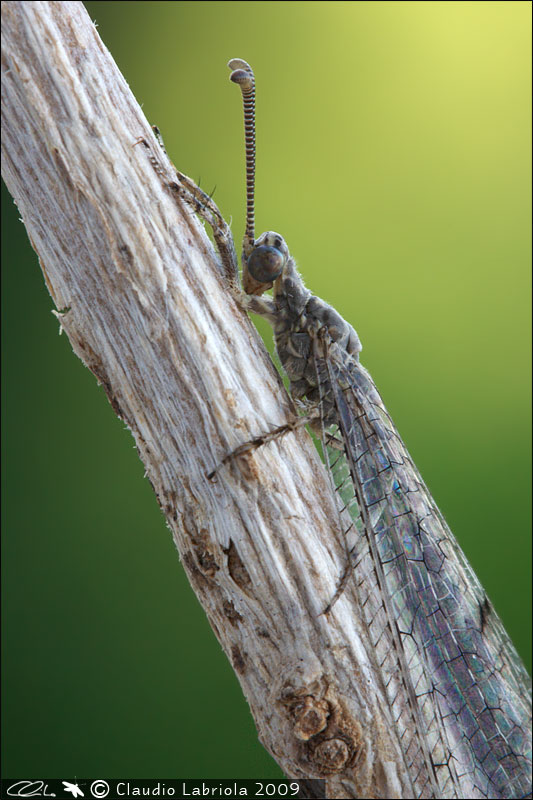 Neuroleon egenus - Myrmeleontidae, (Massa di Somma - NA)