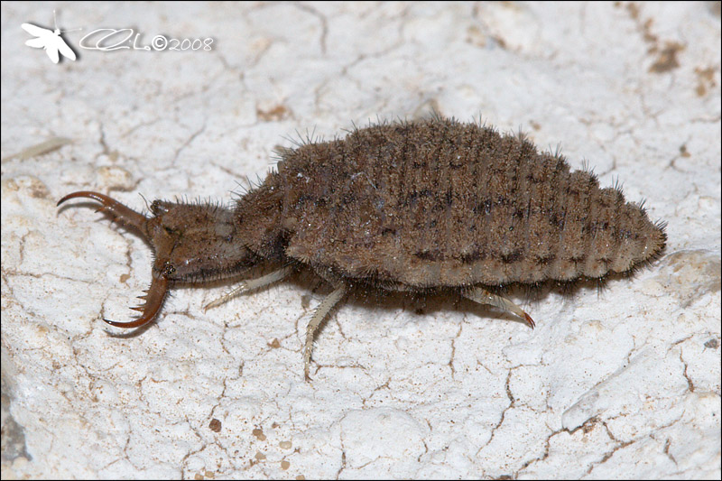 Myrmeleontidae, Larva - cf. Creoleon plumbeus