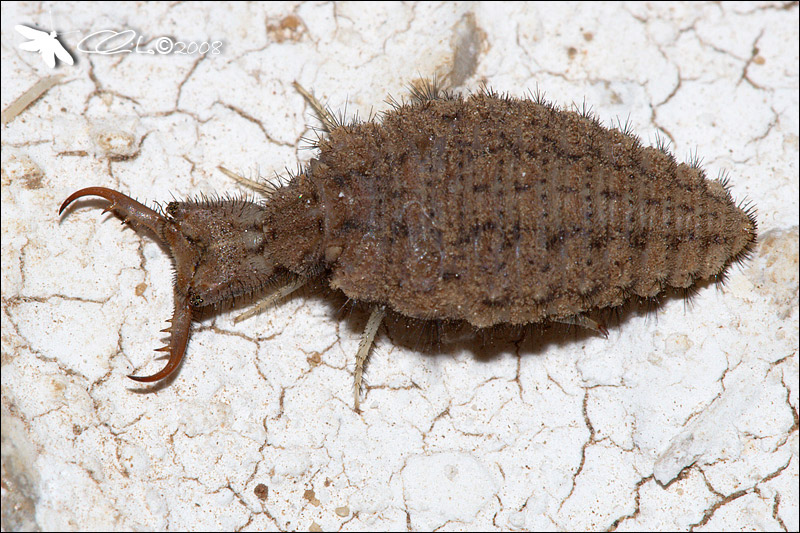 Myrmeleontidae, Larva - cf. Creoleon plumbeus