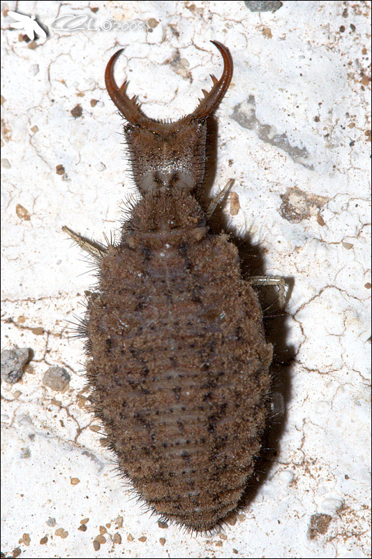 Myrmeleontidae, Larva - cf. Creoleon plumbeus