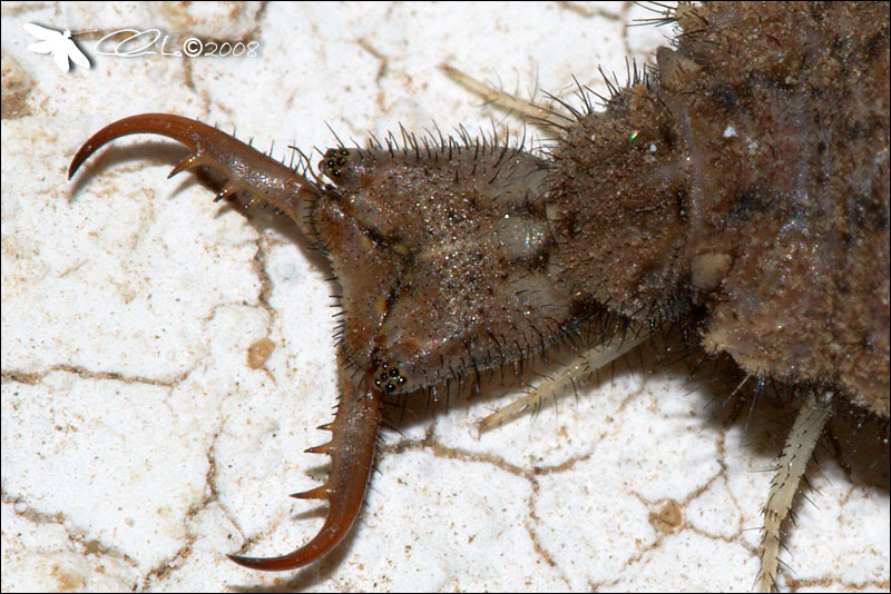 Myrmeleontidae, Larva - cf. Creoleon plumbeus