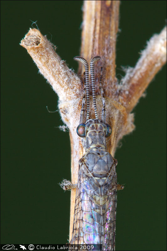 Neuroleon egenus - Myrmeleontidae, (Massa di Somma - NA)