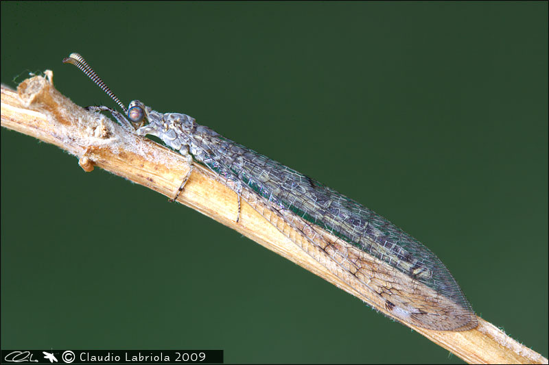 Neuroleon egenus - Myrmeleontidae, (Massa di Somma - NA)