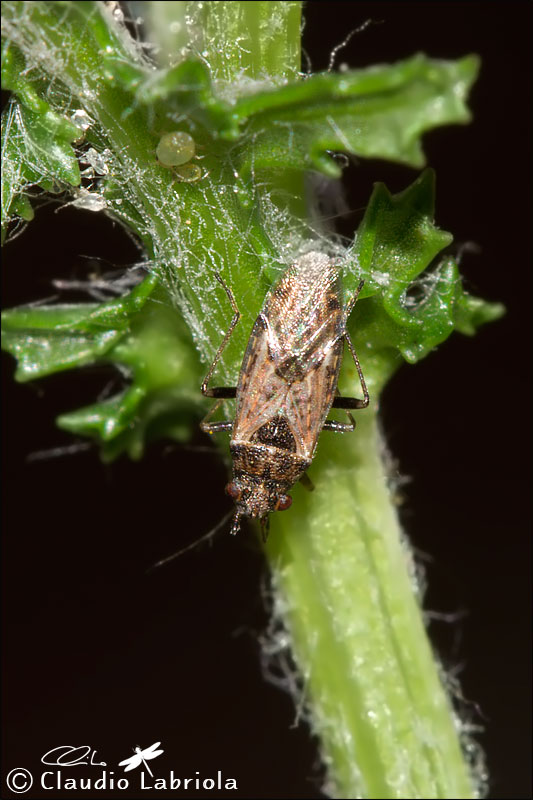 Nysius sp. -  Lygaeidae