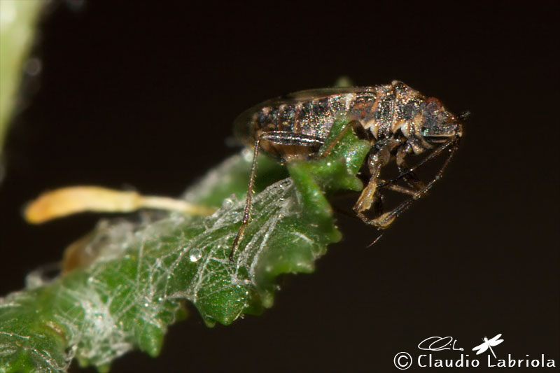 Nysius sp. -  Lygaeidae