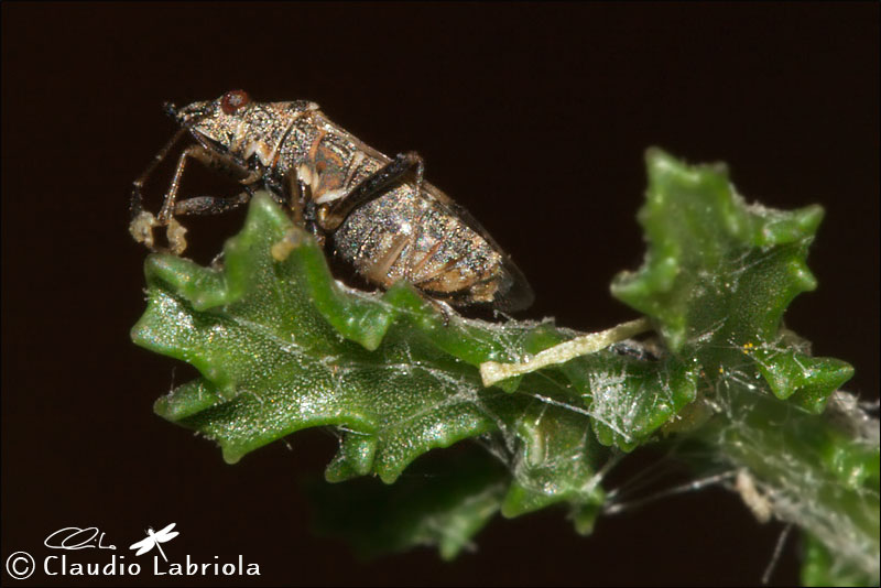 Nysius sp. -  Lygaeidae
