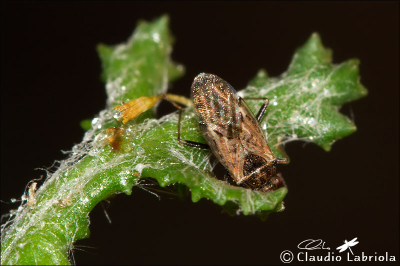 Nysius sp. -  Lygaeidae