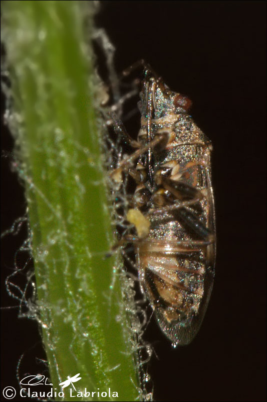 Nysius sp. -  Lygaeidae