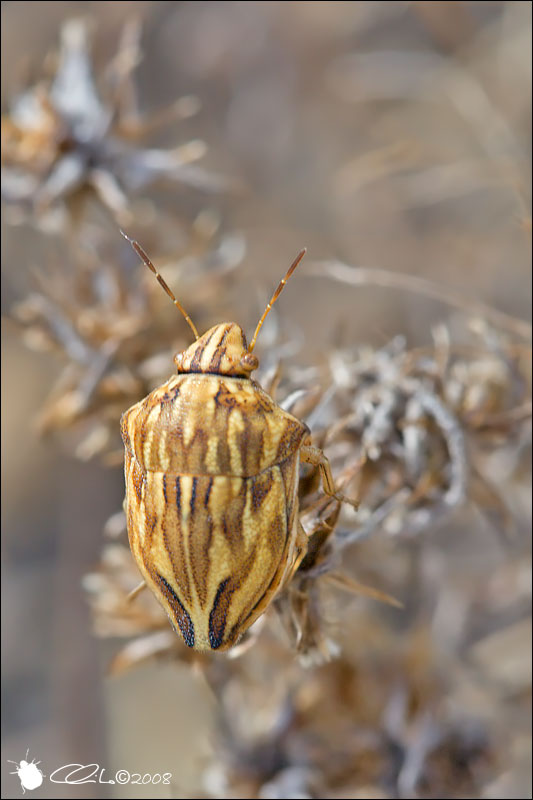 Odontotarsus robustus - Scutelleridae