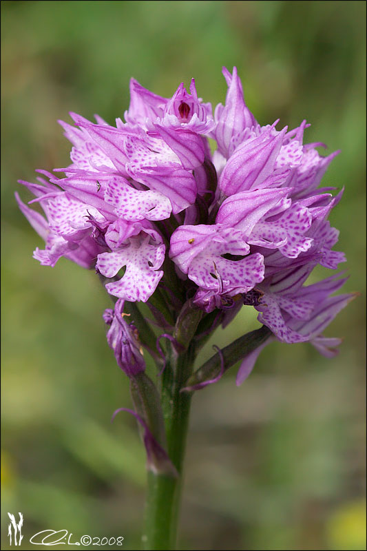 Orchis sp.