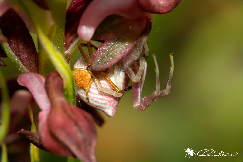 Thomisus onustus - Thomsidae