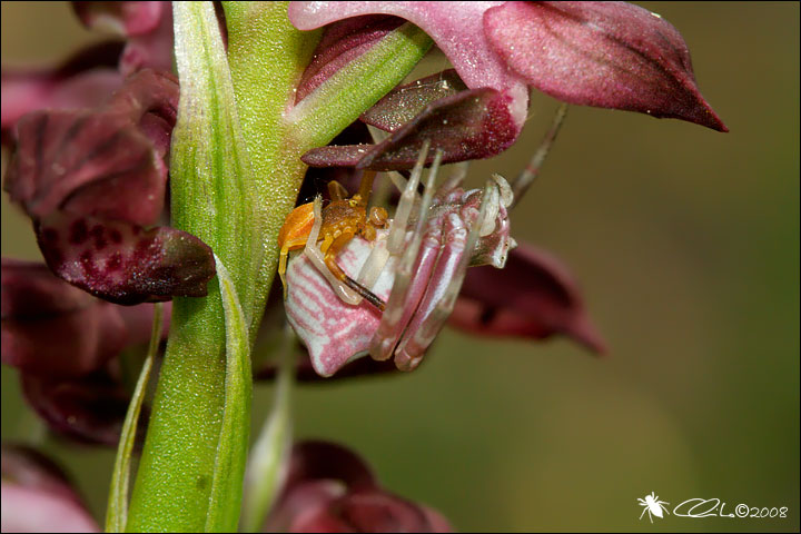 Thomisus onustus - Thomsidae