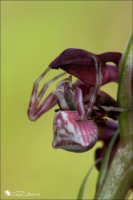 Thomisus onustus - Thomsidae