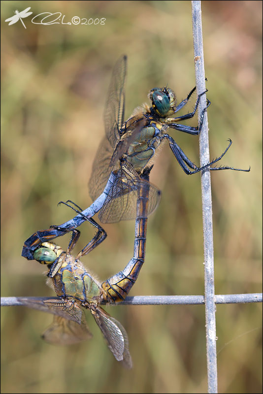 Orthetrum cancellatum - Accoppiamento in dettaglio