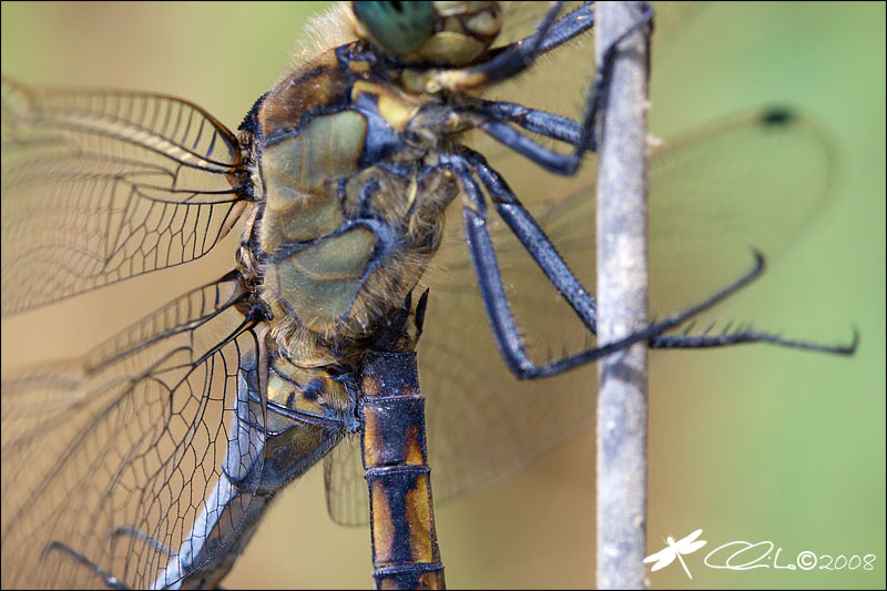 Orthetrum cancellatum - Accoppiamento in dettaglio