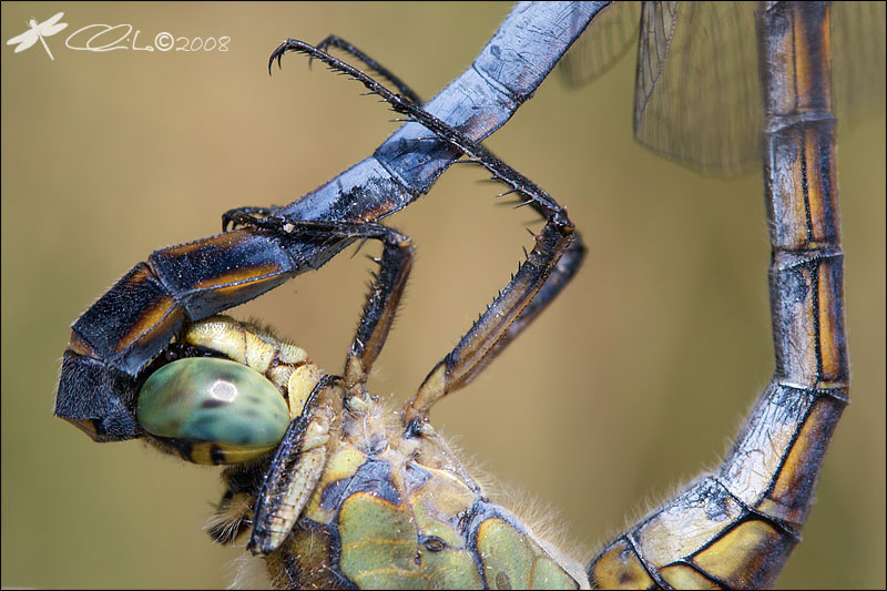 Orthetrum cancellatum - Accoppiamento in dettaglio
