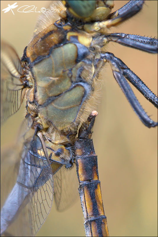 Orthetrum cancellatum - Accoppiamento in dettaglio