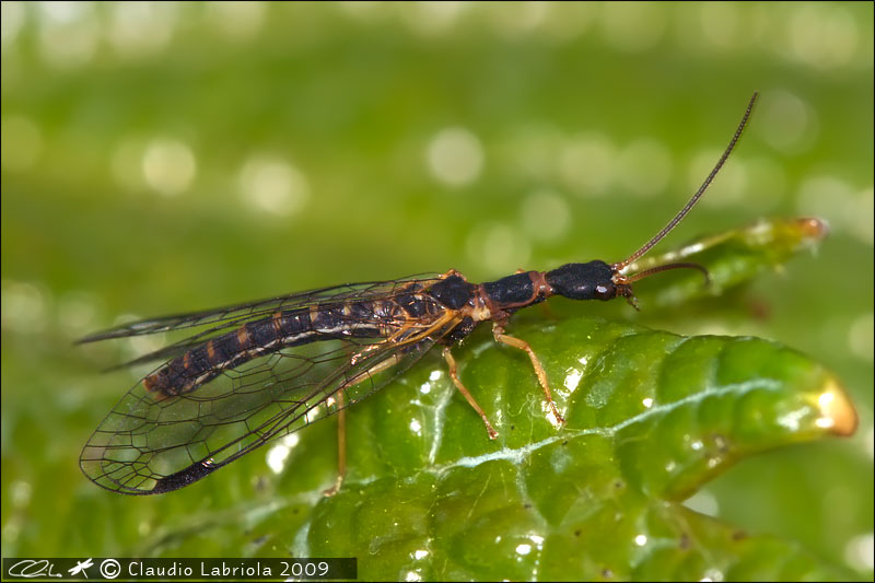 Parainocellia bicolor - Inocellidae