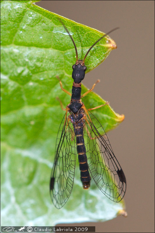 Parainocellia bicolor - Inocellidae