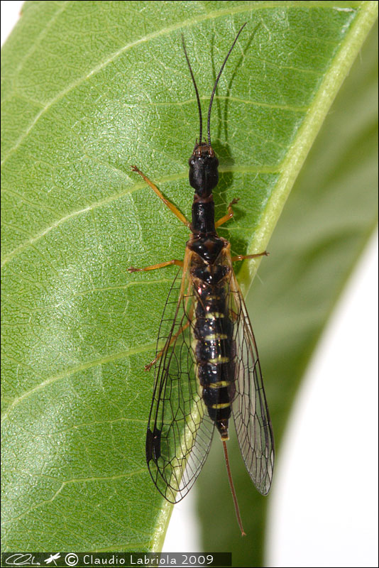 Parainocellia bicolor - Inocellidae