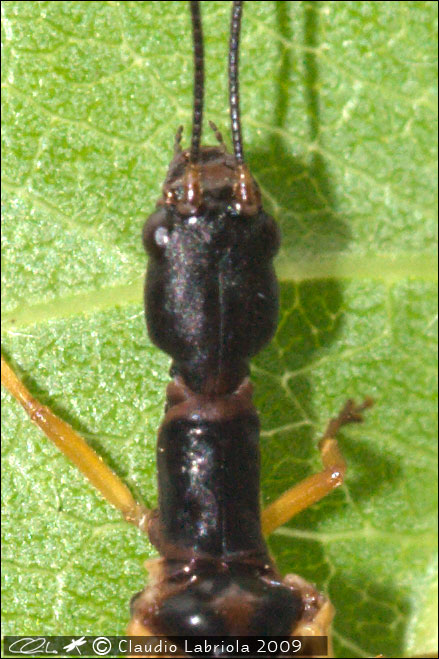 Parainocellia bicolor - Inocellidae