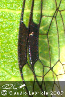 Parainocellia bicolor - Inocellidae