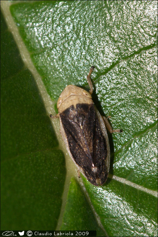 Philaenus spumarius f. marginella dalla Campania