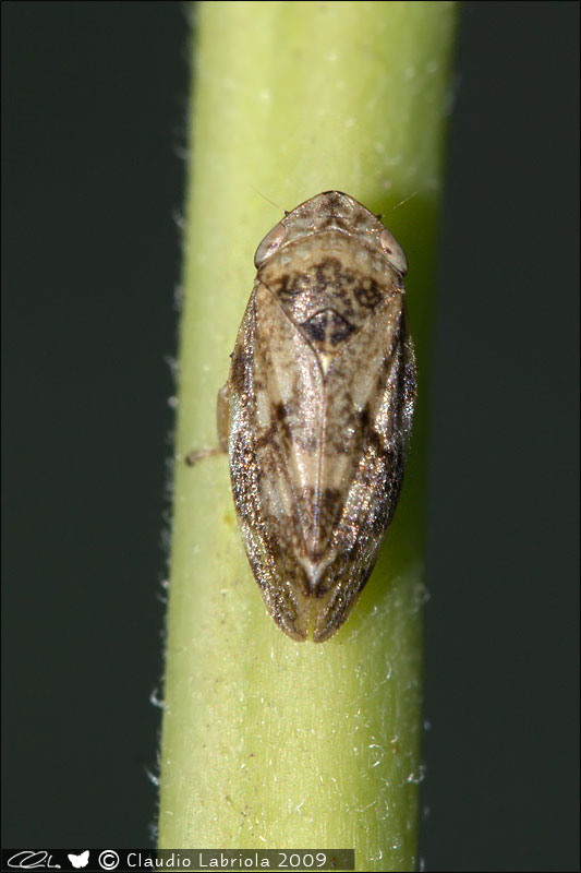 Philaenus spumarius f. marginella dalla Campania