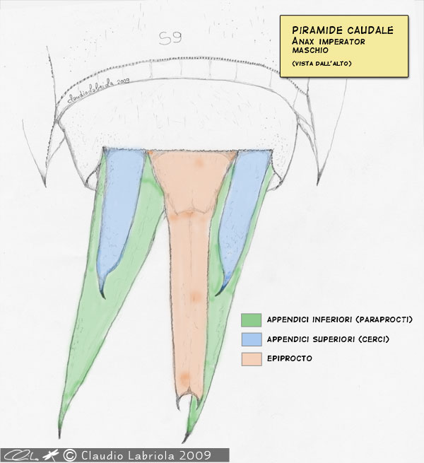 ancora Esuvia - Aeshna isosceles