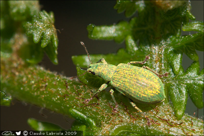 Polydrusus sp. - Curculionidae