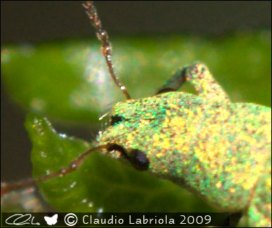 Polydrusus sp. - Curculionidae