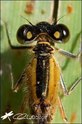 Ischnura elegans - Coenagrionidae