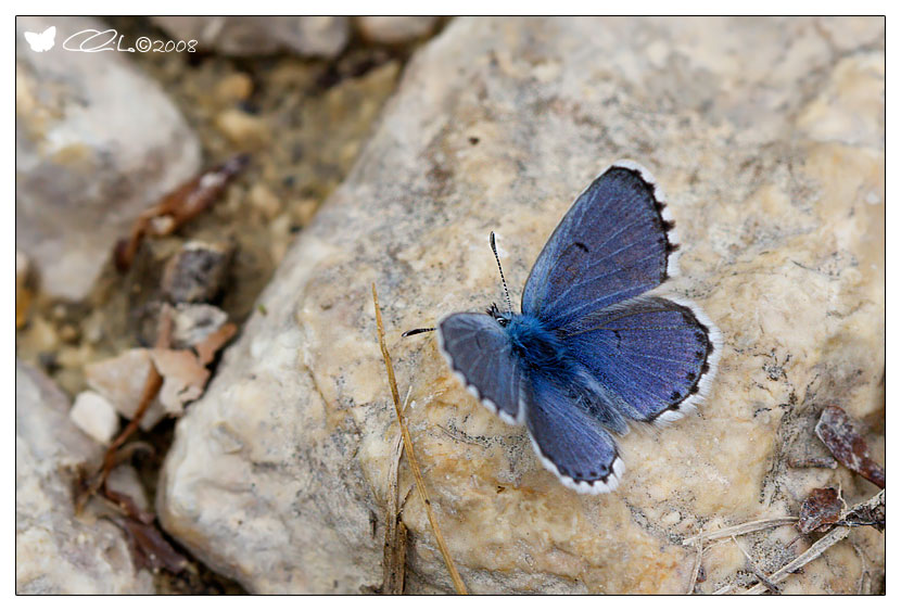 Pseudophilotes baton (maschio) - Lycaenidae