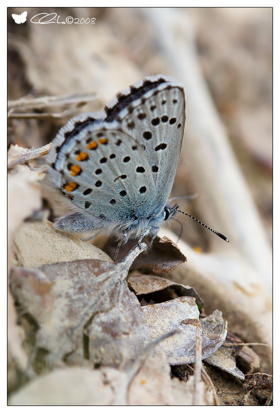 Pseudophilotes baton (maschio) - Lycaenidae