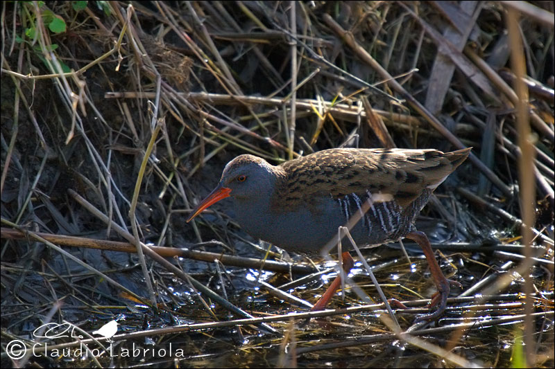 Rallus aquaticus (Porciglione) - Rallidae