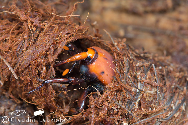 Rhynchophorus ferrugineus (Curculionoidea Dryophthoridae)