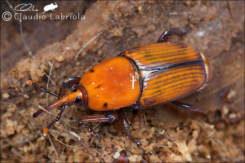 Rhynchophorus ferrugineus (Curculionoidea Dryophthoridae)